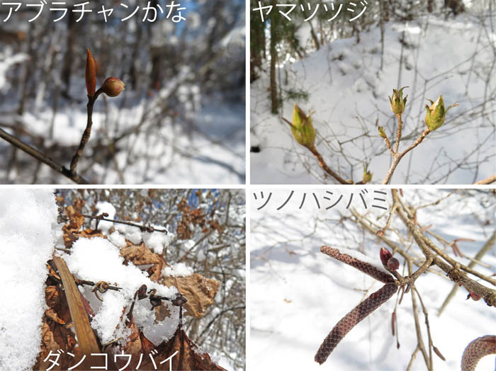 photo：花の蕾・アブラチャン？,ツノハシバミ,ダンコウバイ,ヤマツツジ：雪の地附山