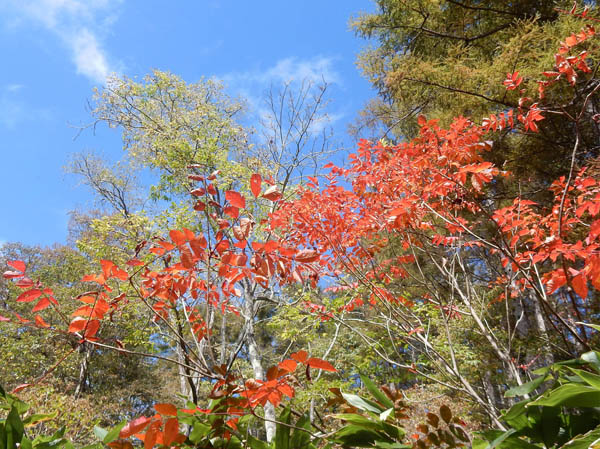 photo：ヤマウルシ・戸隠森林植物園