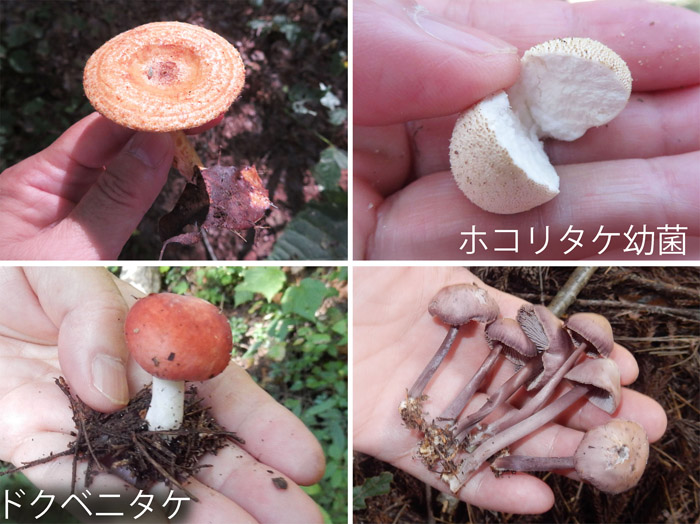 photo：キノコ色々・ ハツタケ？,ホコリタケ幼菌,ドクベニタケ・茶臼山