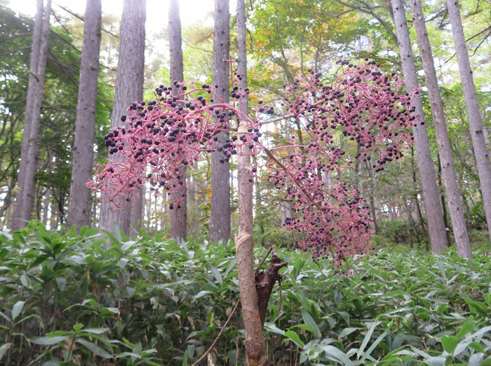 photo：紫の霞のようなタラノキ・戸隠森林植物園