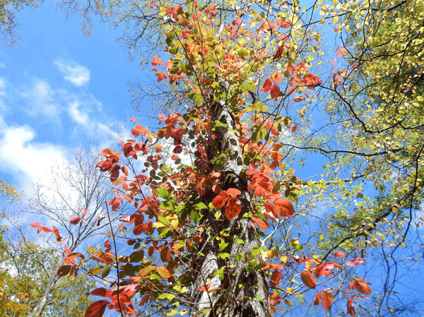photo：紅葉のツタウルシ・戸隠森林植物園