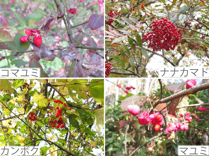 photo：木の実（赤）・コマユミ,ナナカマド,カンボク,マユミ・戸隠森林植物園