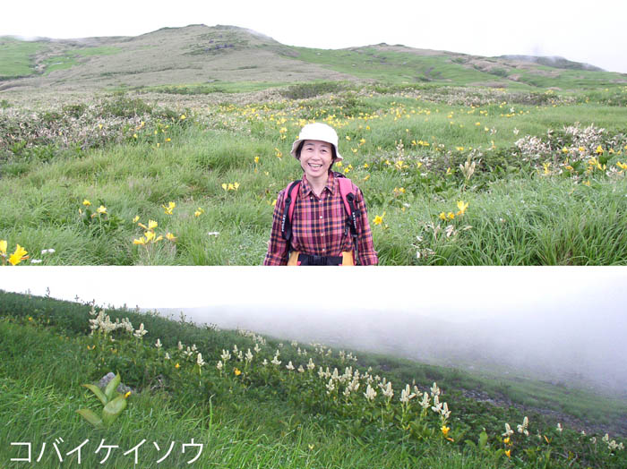 photo：どこまでもお花畑・コバイケイソウなど・鳥海山