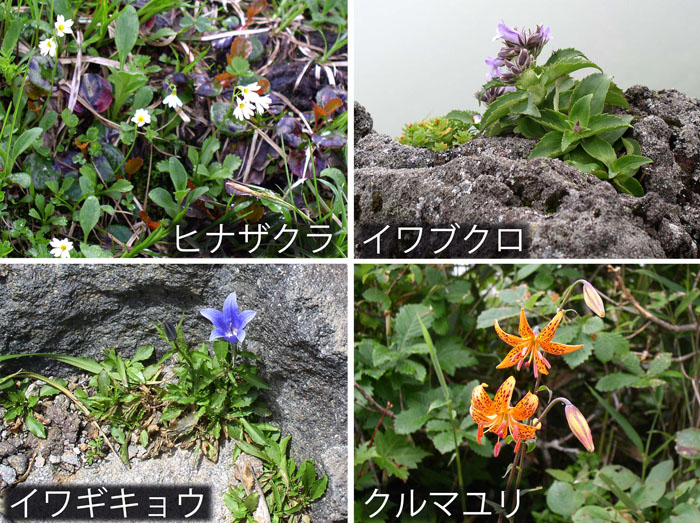 photo：可憐な花々２・ヒナザクラ,イワブクロ,イワギキョウ,クルマユリ・鳥海山