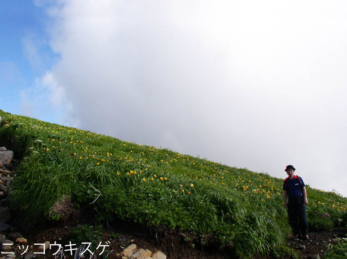 photo：疲れも吹き飛ぶお花畑・鳥海山