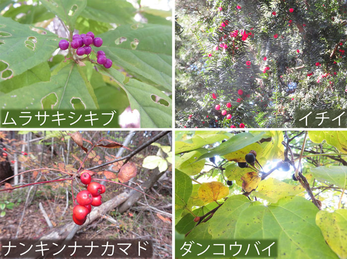 photo：木の実１・ムラサキシキブ,イチイ,ナンキンナマカマド,ダンコウバイ