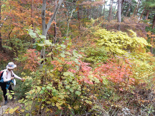 photo：木の葉を集めながら大峰山を登る