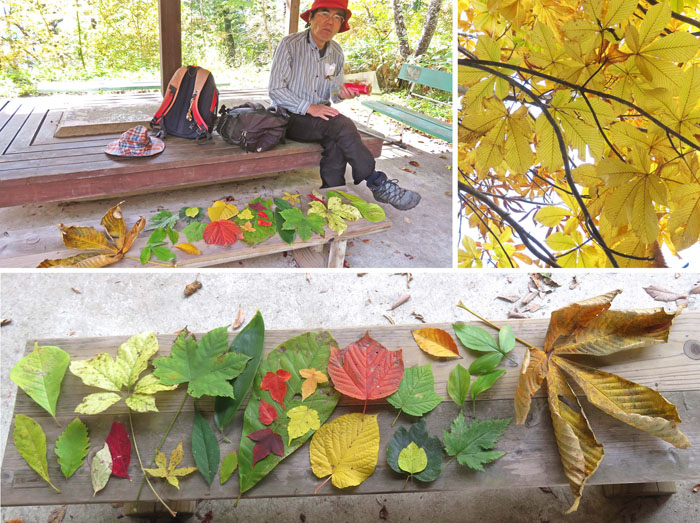 photo：ベンチに採ってきた葉を並べた、木の葉のベンチ