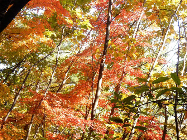 photo：赤くなってきた地附山の楓