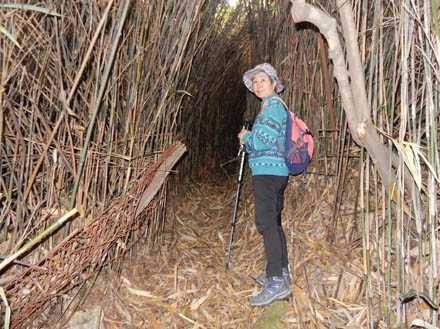 photo：竹が茂りトンネルのようになった道