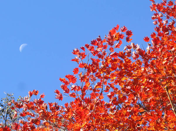 photo：もみじの葉と青空に浮かぶ半月・戸隠高原