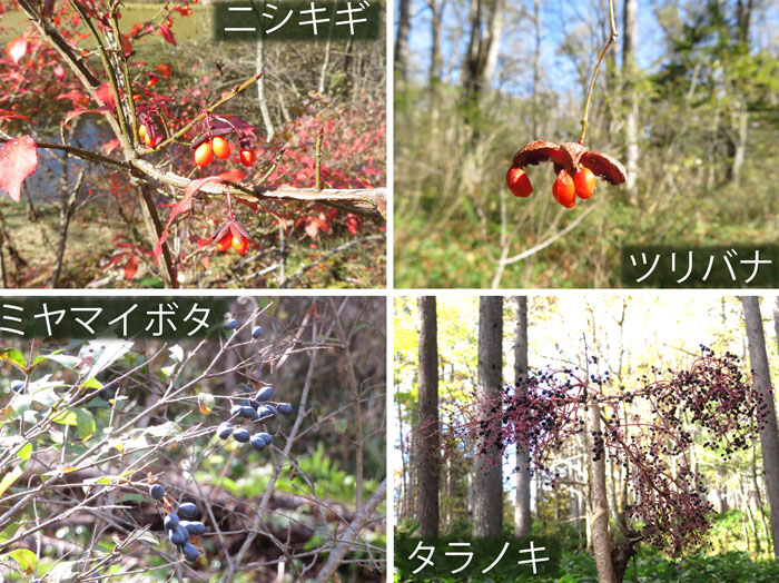 photo：戸隠高原で見つけた木の実・ニシキギ,ツリバナ,ミヤマイボタ,タラノキ