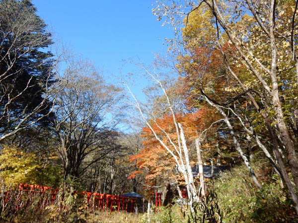 photo：紅葉の中の天命稲荷・戸隠高原