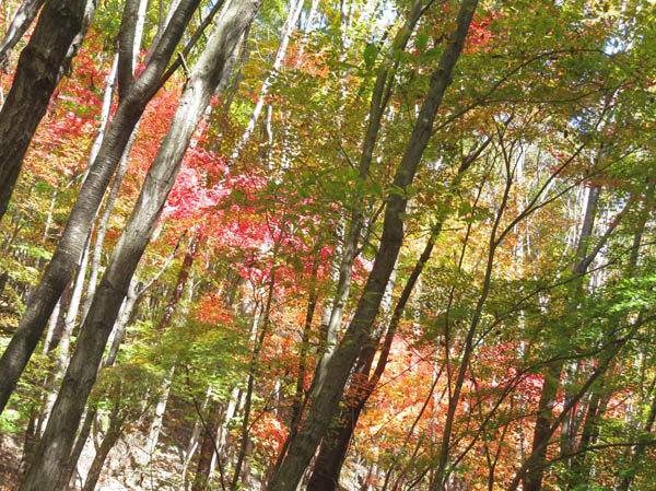 photo：葉が緑色の楓も多い地附山の紅葉