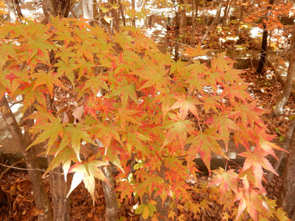 photo：地附山の紅葉