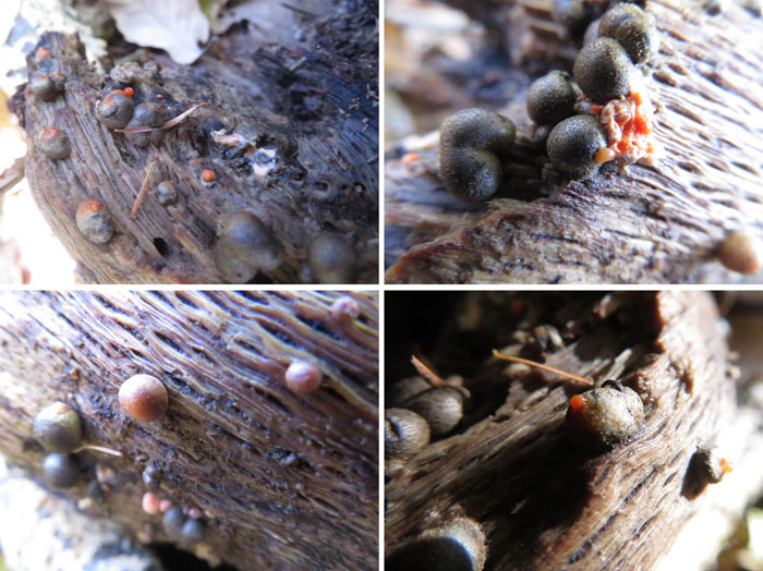 photo：変化する粘菌・葛山