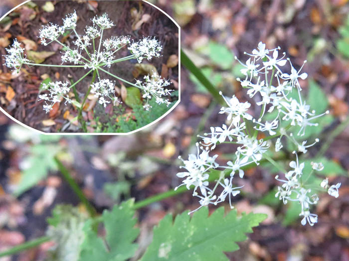 photo：小さな細かい白い花、シラネセンキュウか・葛山