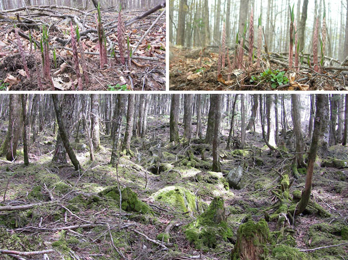 photo：苔むす森とマムシグサ芽吹き・乾徳山