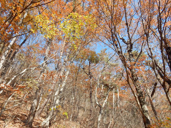 photo：葉がほとんど落ちた紅葉風景　地附山