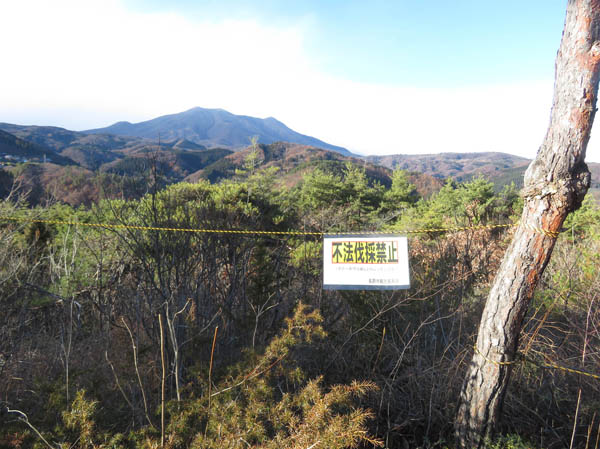 photo：不法伐採禁止の札と綱・地附山