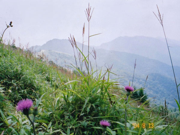 photo：アザミの花・大菩薩峠から熊沢山方面