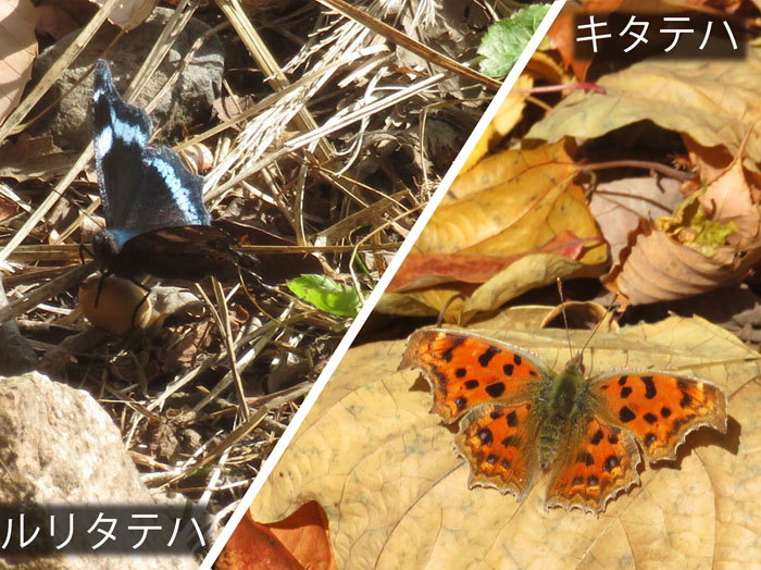 photo：成虫で越冬する蝶・ルリタテハ,キタテハ・大峰山の麓