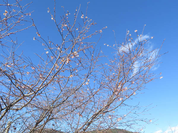 photo：桜の花・長野市城山公園