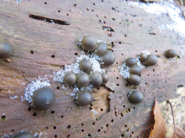 photo：粘菌・マメホコリに雪・地附山