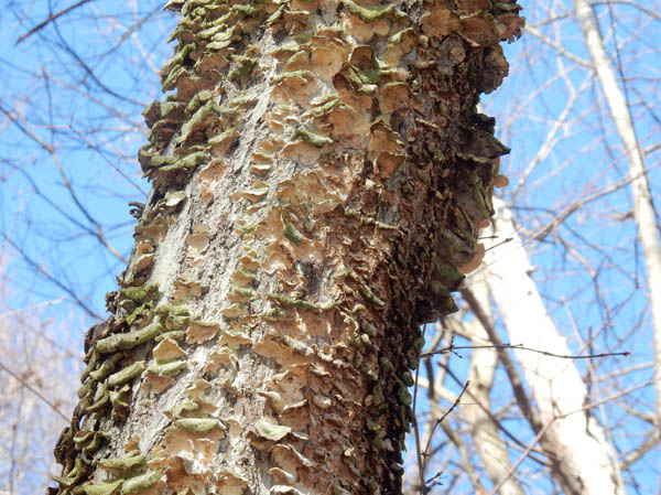 photo：朽ちた木にたくさんのキノコ　茶臼山