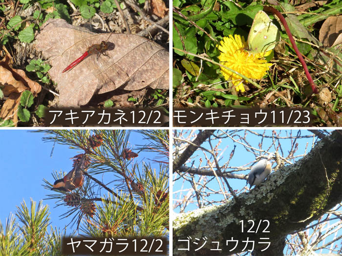photo：蝶と鳥・アキアカネ,モンキチョウ,ヤマガラ,ゴジュウカラ・大峰山,地附山