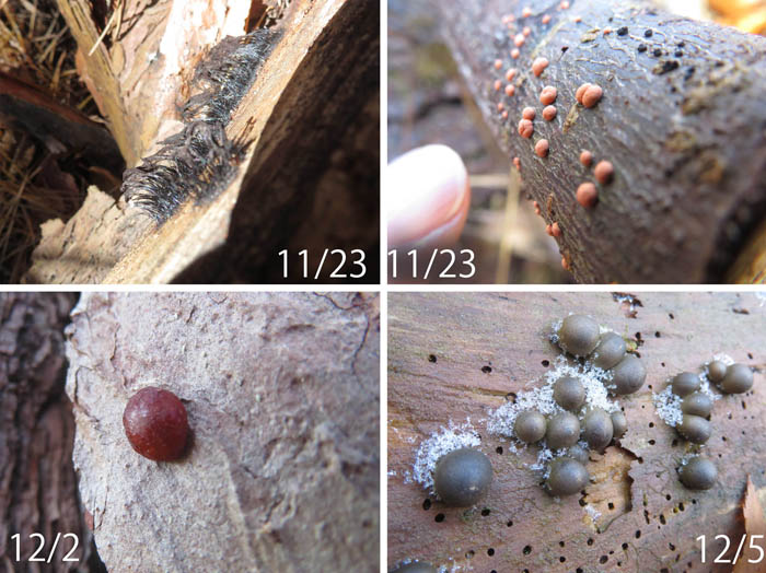 photo：色々な形の粘菌の・大峰山,地附山