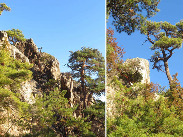 photo：物見岩を横から降りる道・地附山