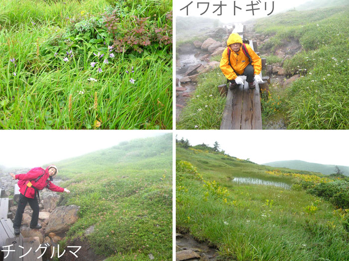 photo：霧雨のお花畑・チングルマ,イワオトギリ・西吾妻山登山