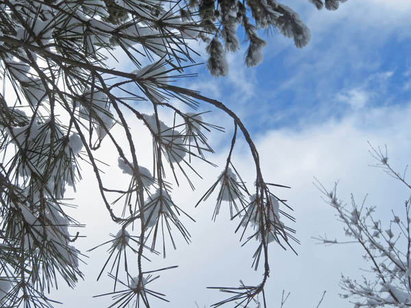 photo：白くなった針葉樹の木々・地附山