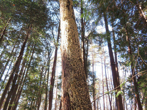 photo：びっしりとキノコに覆われた木・茶臼山