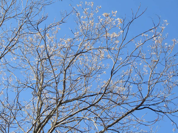 photo：花が咲いているような木・茶臼山