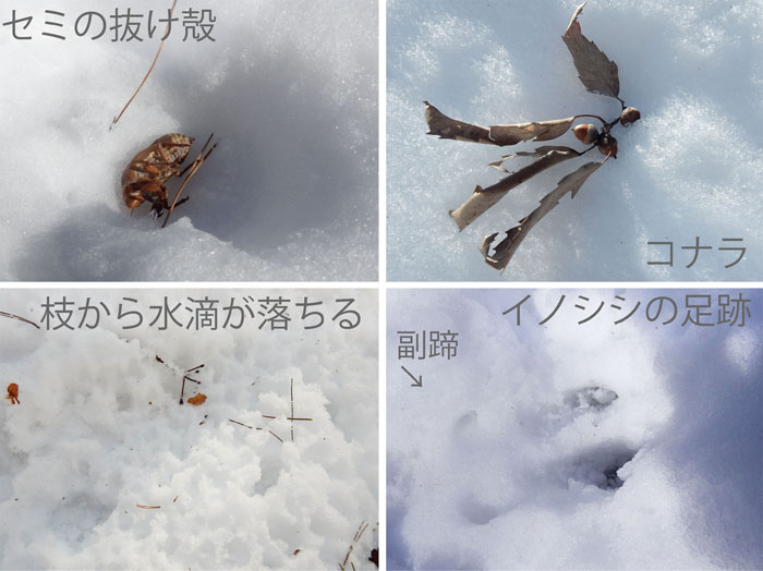 photo：雪面は発見がいっぱい,セミの抜け殻,コナラ,枝から水滴がおちる,猪の足跡・地附山