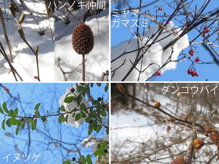 photo：木の実、冬芽,ハンノキの仲間,ミヤマガマズミ,イヌツゲ,ダンコウバイ・地附山