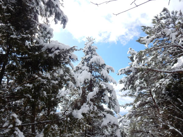 photo：白くなった針葉樹の木々・地附山