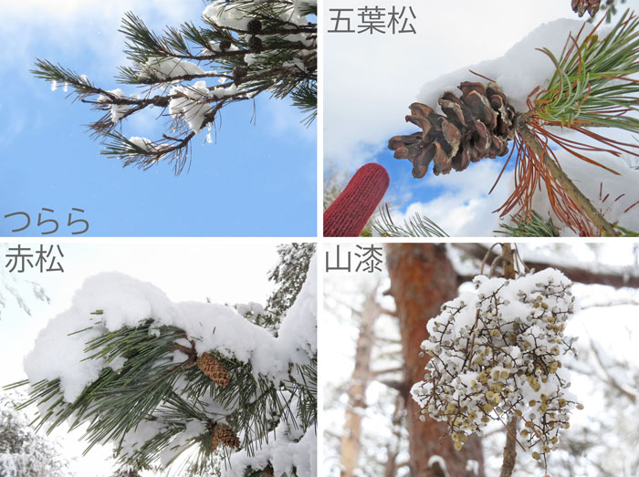 photo：雪化粧をした森,ツララ,五葉松,山漆・地附山
