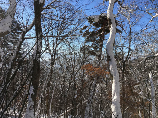 photo：幹に雪をつけた木々・大峰山登山道
