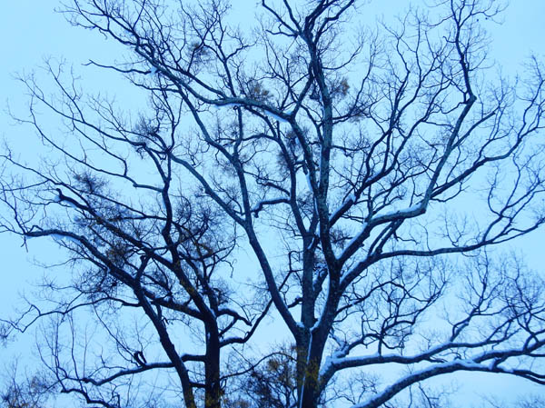 photo：ヤドリギがたくさんついた大木・長野市城山公園