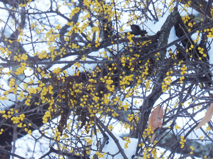 photo：ヤドリギの実　葉が全くない？・長野市城山公園