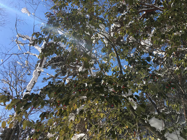 photo：雪があまり乗らない照葉樹のソヨゴの葉・地附山