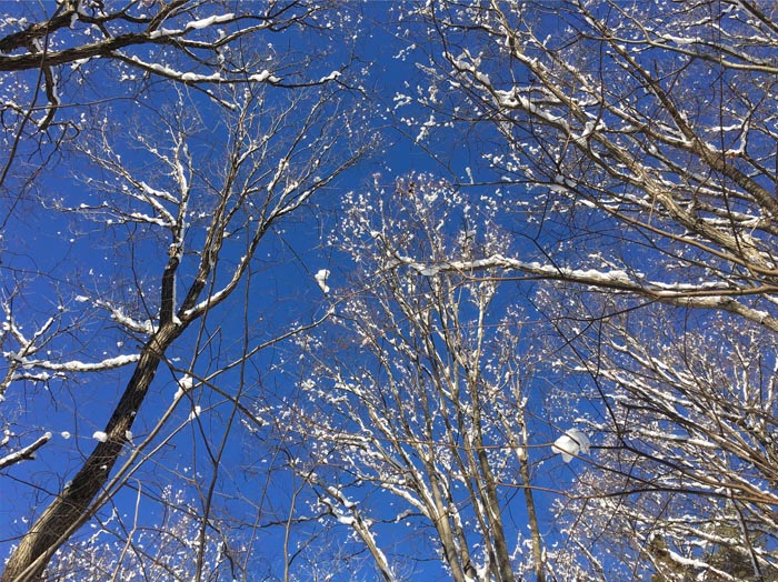 photo：木についた雪、花の様・大峰山登山道