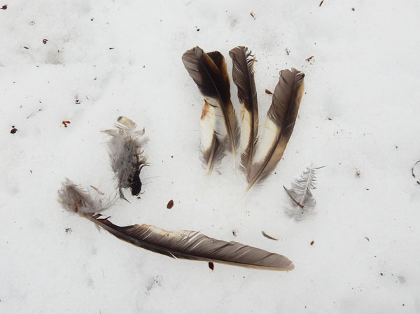 photo：落ちていた鳥の羽・茶臼山