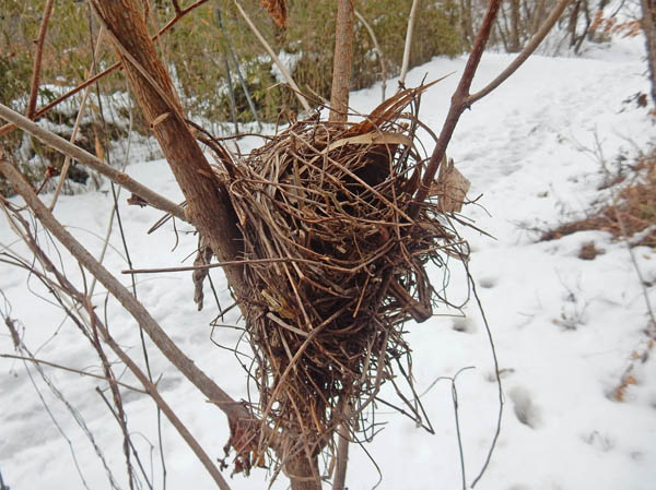 photo：鳥の巣・茶臼山