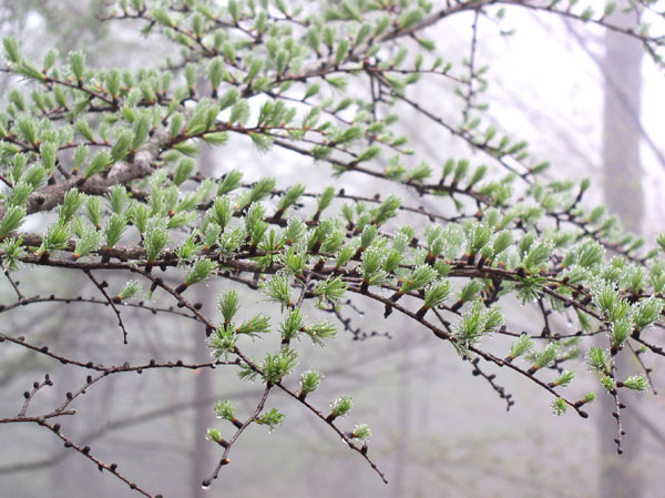 photo：カラマツの新芽に露が光る・茅ヶ岳