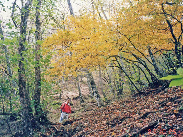 photo：黄葉の中を登る・丹沢山