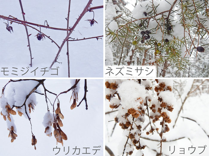 photo：雪を被った木の実・モミジイチゴ,ネズミサシ,ウリカエデ,リョウブ・地附山
